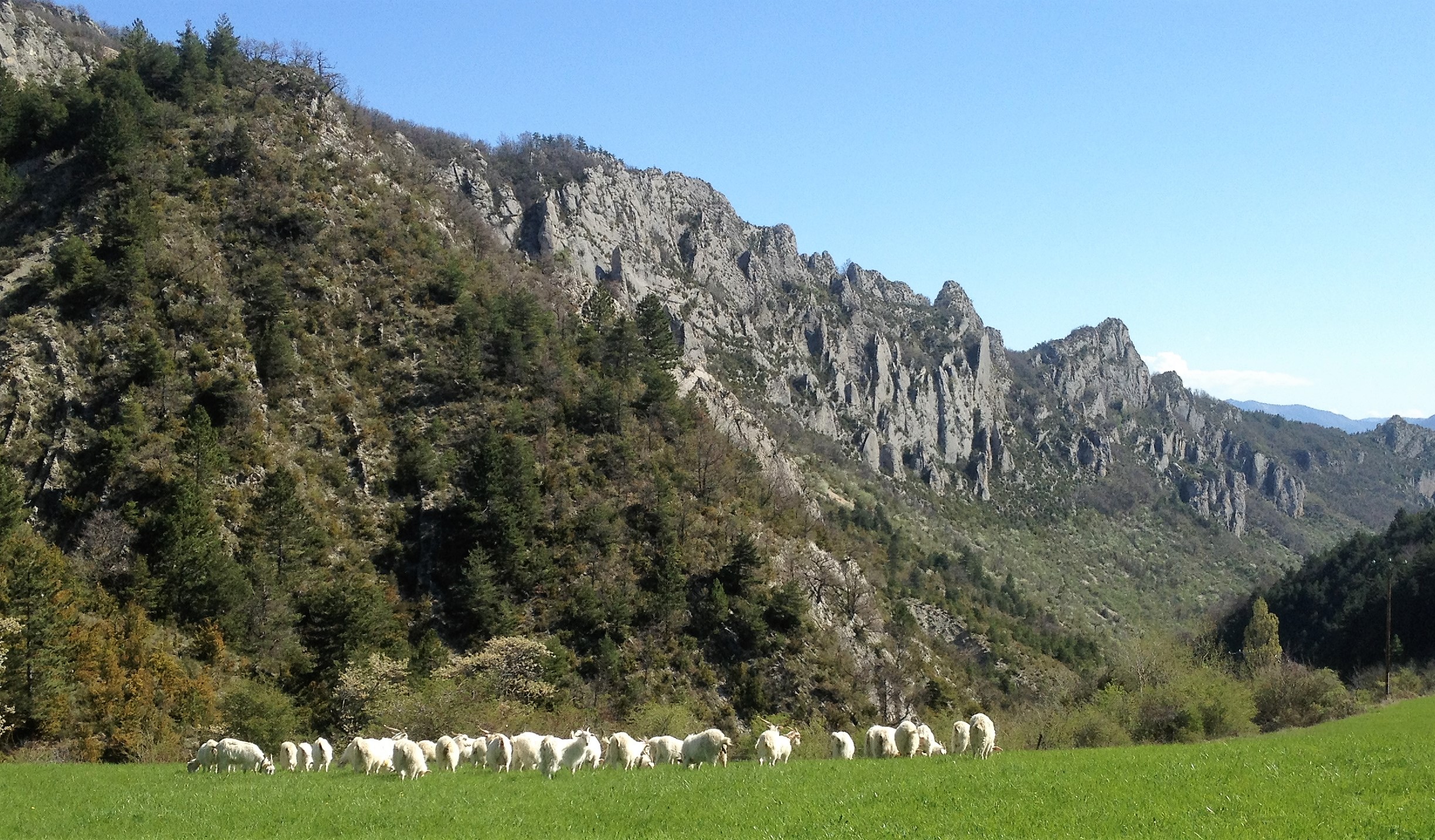 chèvres de laine cachemire