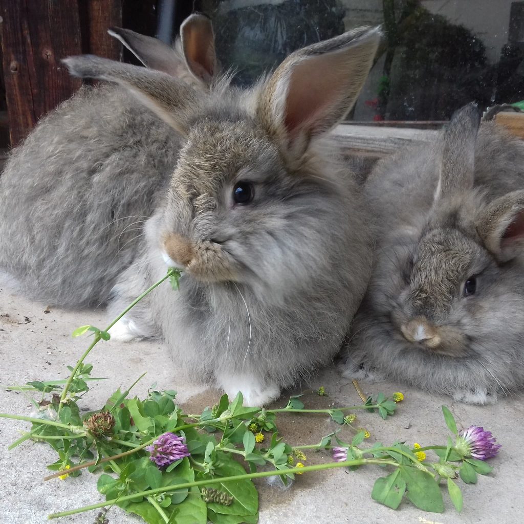 Stéphanie et la laine angora 2