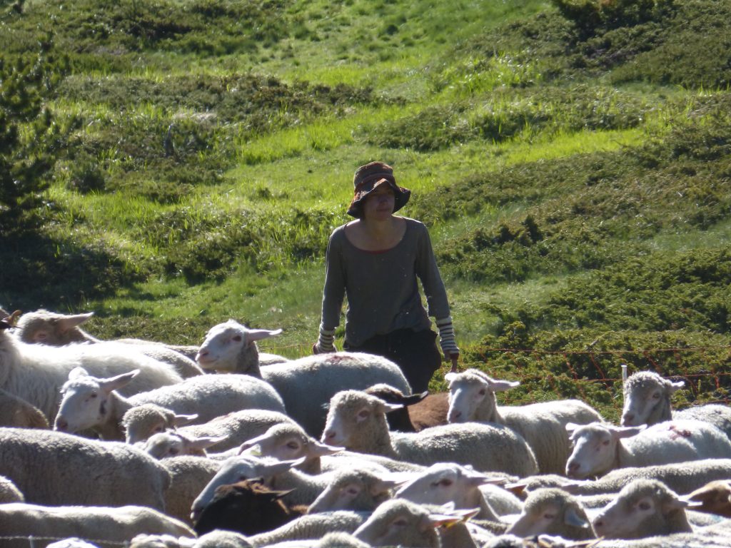 Aline et les brebis mérinos
