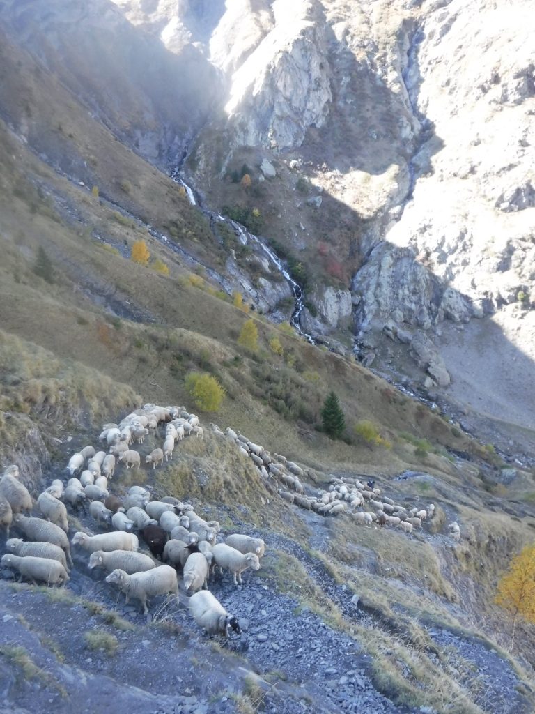 alpage des brebis mérinos
