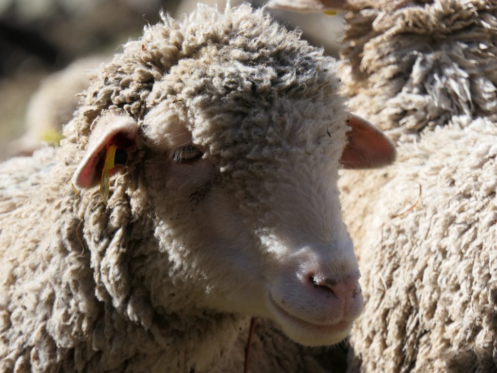 brebis mérinos