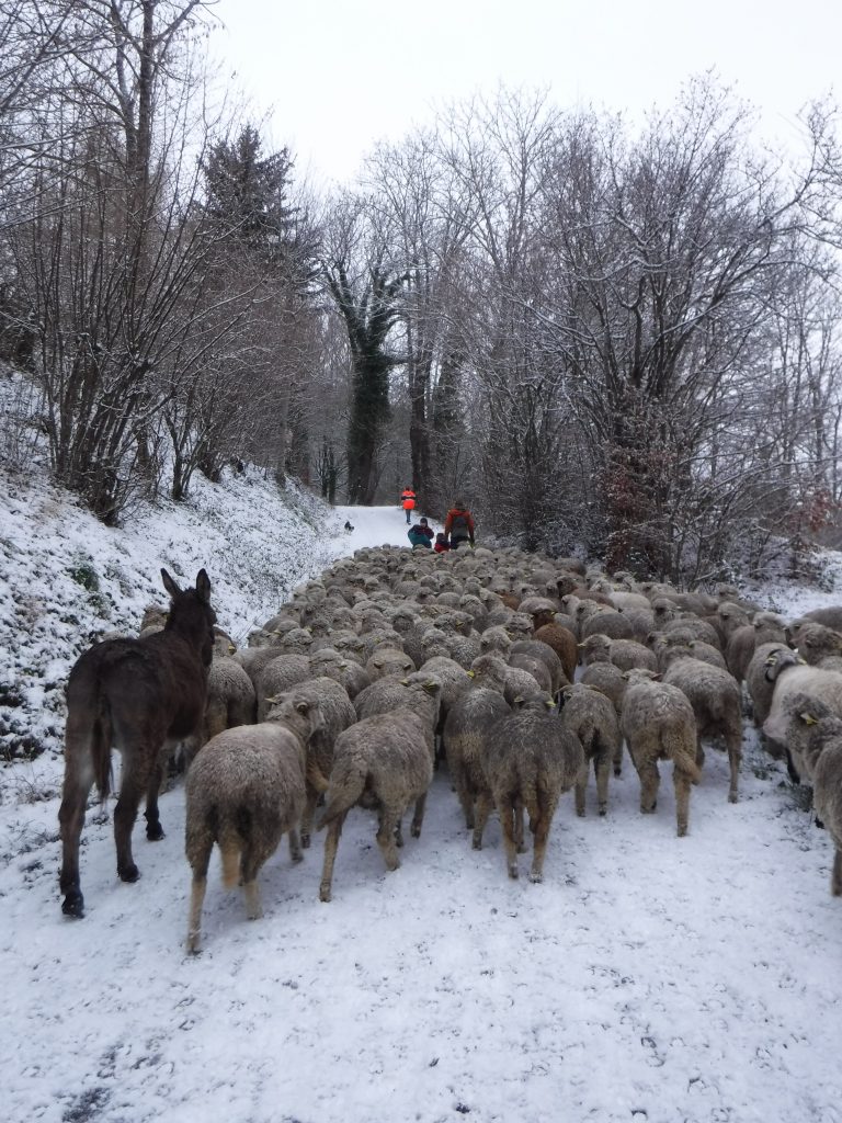 la neige et les brebis mérinos