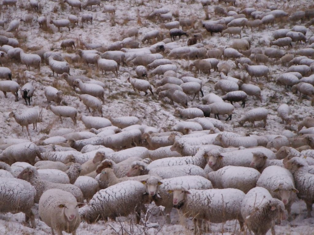 les brebis mérinos