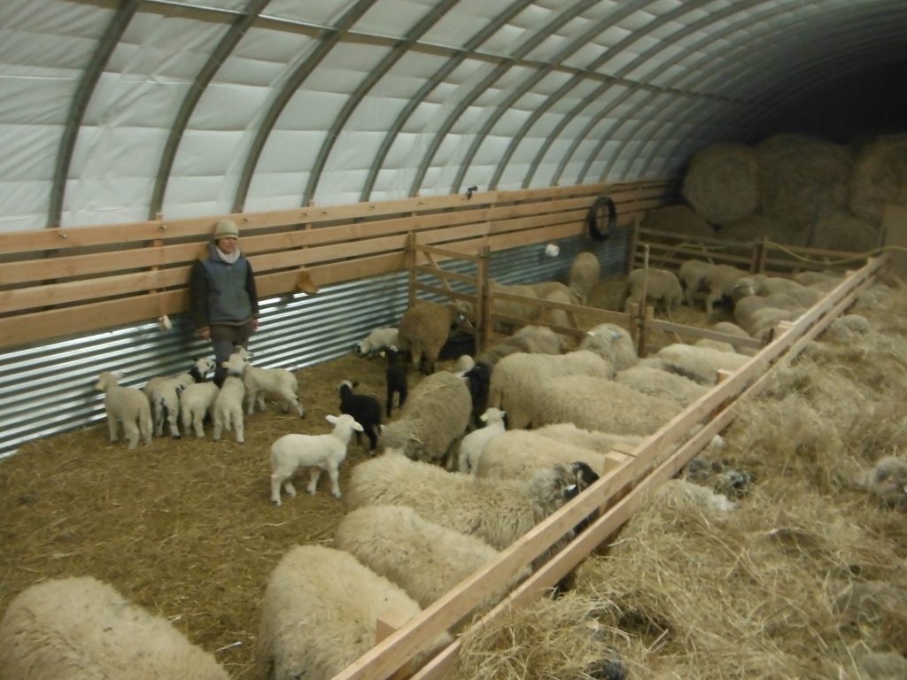 les brebis mérinos à la ferme
