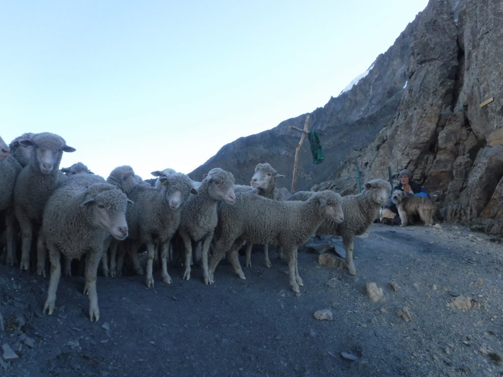les brebis mérinos en balade