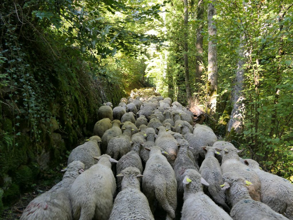troupeau de brebis mérinos