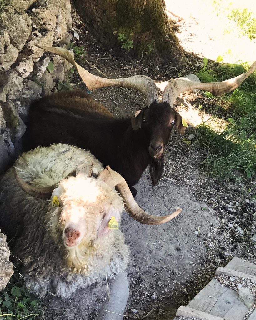 Alice et le mohair 1