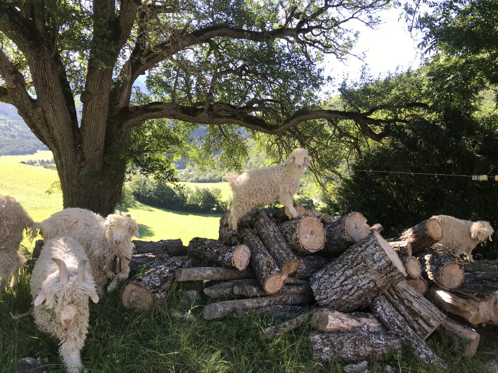 Alice et le mohair 3