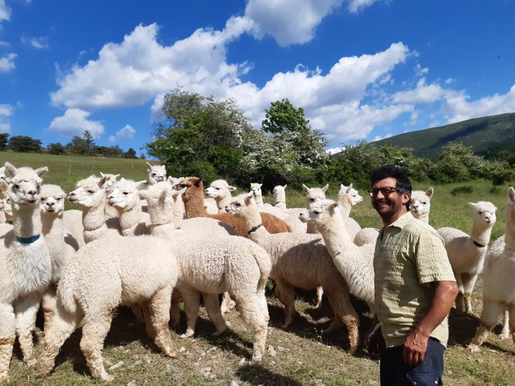 Simon et les Alpagas